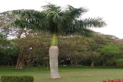 Roystonea regia
